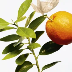 GOUTAL L’Ile Au Thé 5 GOUTAL L’Ile Au Thé -Delice Arome Soldes Boutique goutal lile au the eau de toilette mixte 2