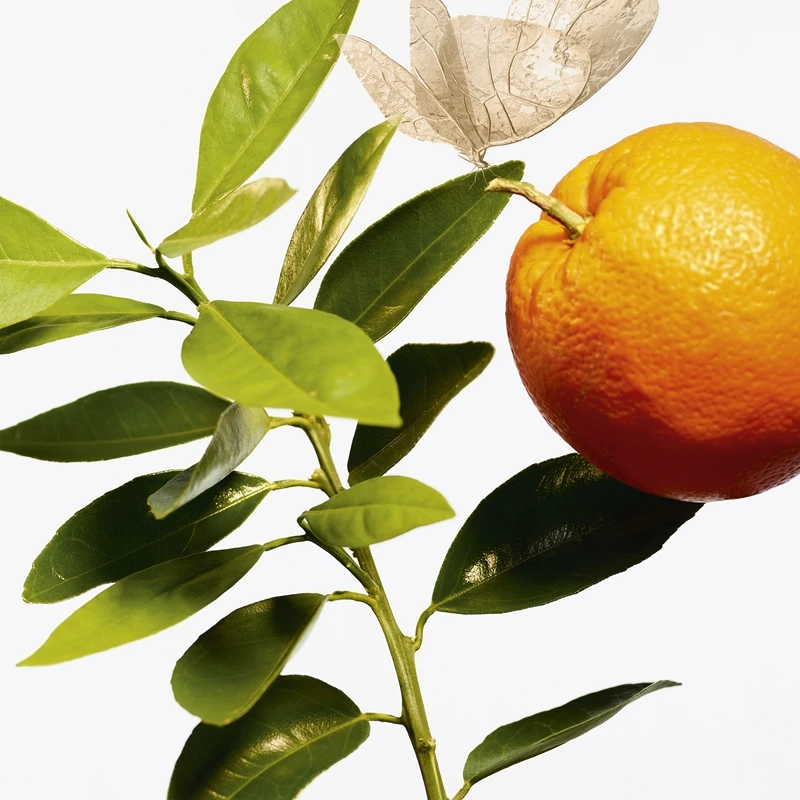 GOUTAL L’Ile Au Thé 3 GOUTAL L’Ile Au Thé – Image 3